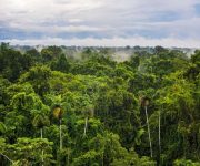 Dünya genelinde kaç ağaç türü var?