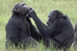 Şempanzeler yaralarını böcekle tedavi ediyorlar