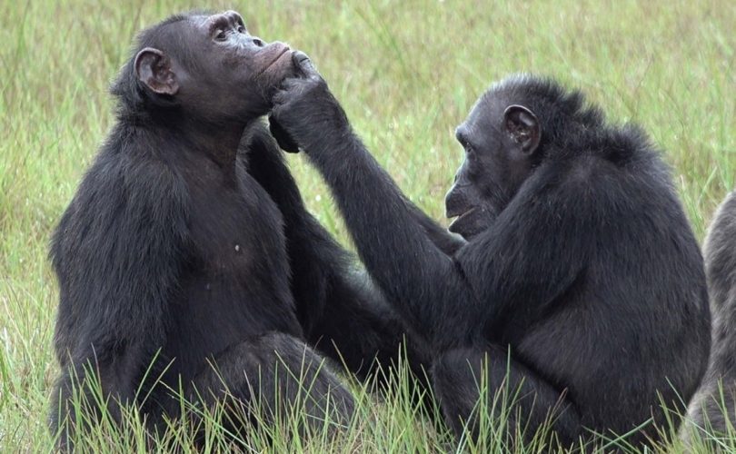 Şempanzeler yaralarını böcekle tedavi ediyorlar