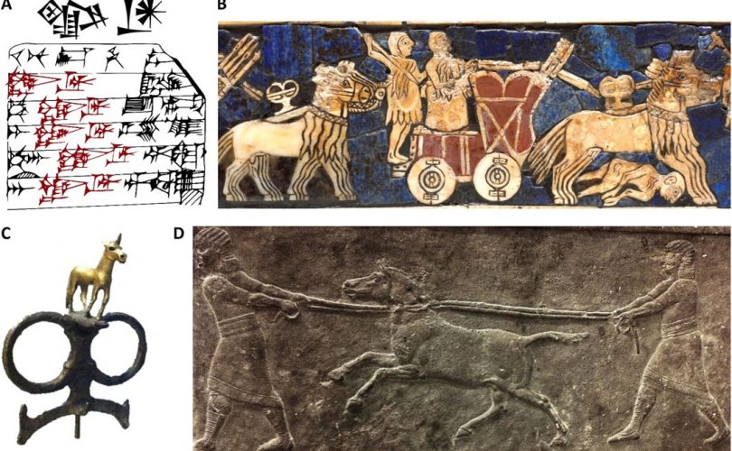 İlk melez hayvanın fosili bulundu: 4500 yıllık bir eşek