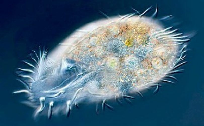 Mikroorganizmalarda hızlı evrime dair yeni model