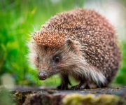 Hastane mikrobu 200 yıl önce doğada oluşmuş