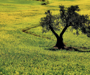 “Orman banyosu”: Ruhsal sağaltım