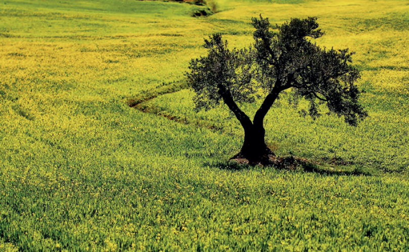 “Orman banyosu”: Ruhsal sağaltım