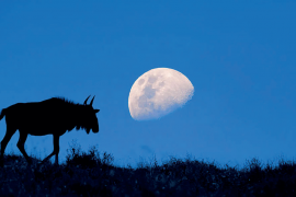 Ay ışığı hayvan davranışlarını nasıl etkiliyor?