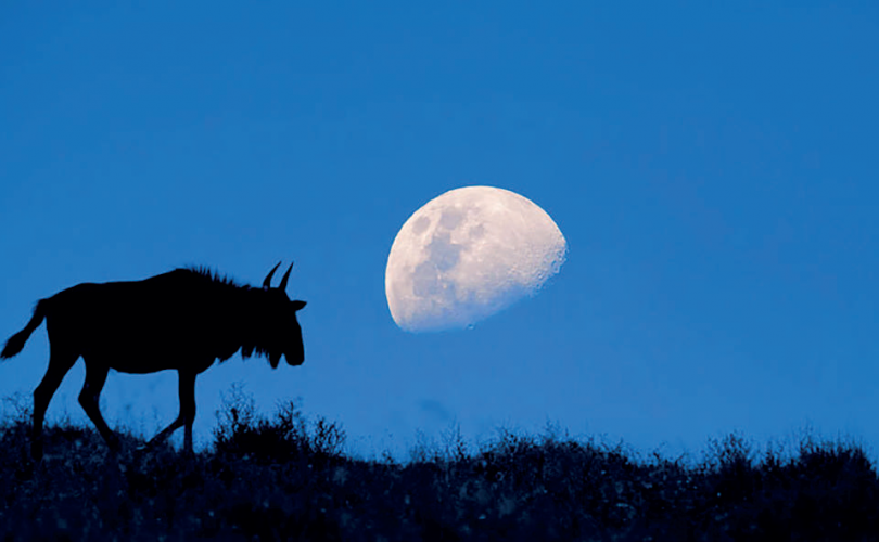 Ay ışığı hayvan davranışlarını nasıl etkiliyor?