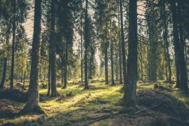 Kuraklığa dayanıklı çam ağaçları geliştiriliyor