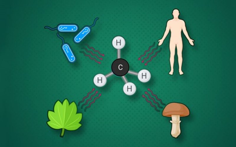 Sürpriz bulgu: İnsan dahil tüm canlılar metan üretiyor