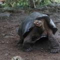 Galapagos’ta yeni bir dev kaplumbağa türü
