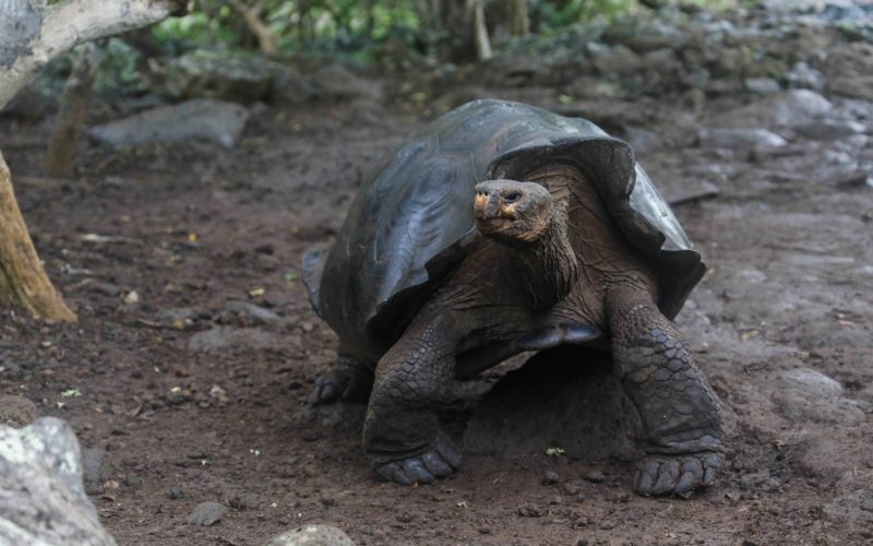 Galapagos’ta yeni bir dev kaplumbağa türü