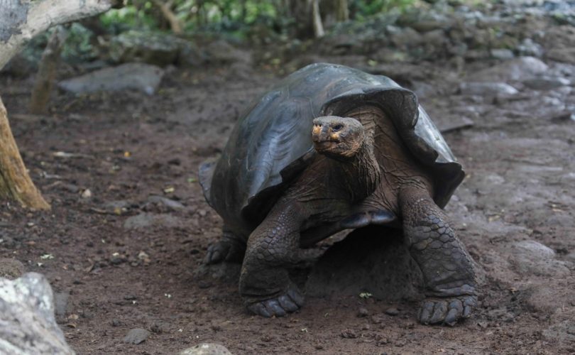 Galapagos’ta yeni bir dev kaplumbağa türü