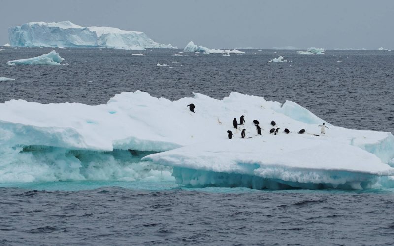 Antarktika deniz buzunda rekor çökme