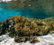Okyanuslar, iklim değişikliğinde ne kadar önemli?