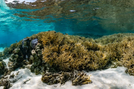 Okyanuslar, iklim değişikliğinde ne kadar önemli?