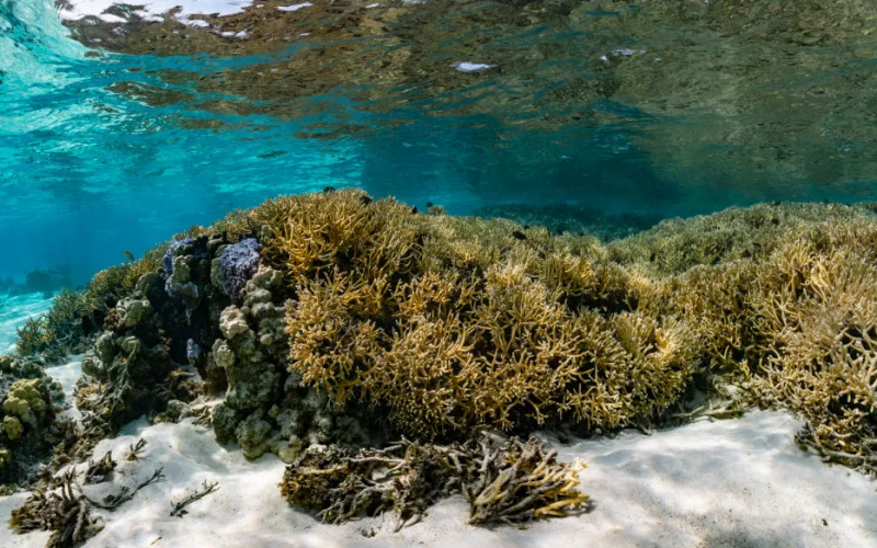 Okyanuslar, iklim değişikliğinde ne kadar önemli?