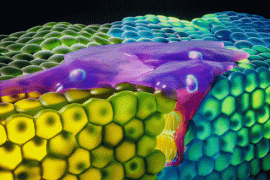 Bağışıklık hücreleri, doku duvarlarını nasıl aşıyorlar?