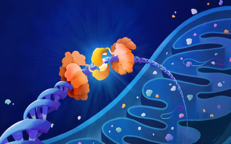 Mitokondrilerde genetik onarım nasıl yapılıyor?