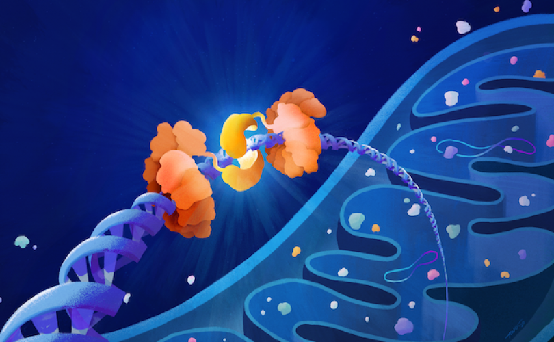 Mitokondrilerde genetik onarım nasıl yapılıyor?