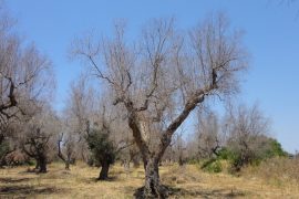 İtalya’da can çekişen zeytin ağaçları için çare aranıyor