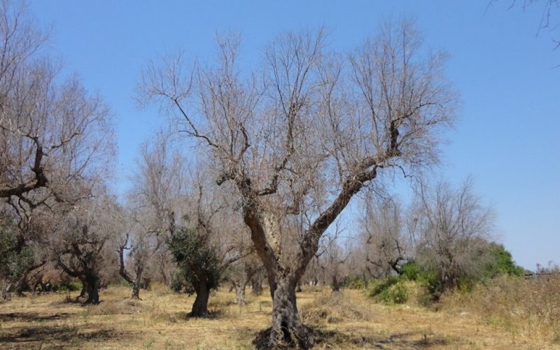 İtalya’da can çekişen zeytin ağaçları için çare aranıyor