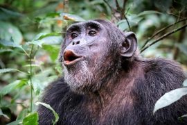 Yoksa şempanzelerin de kendilerine ait bir dilleri mi var?