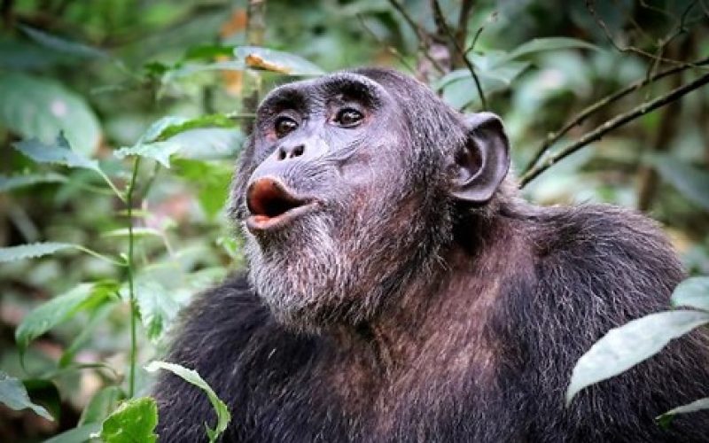 Yoksa şempanzelerin de kendilerine ait bir dilleri mi var?