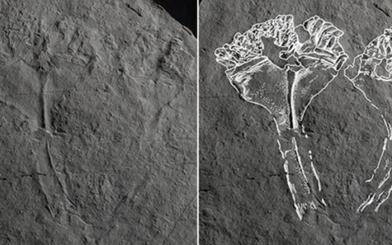 Bilinen en eski yırtıcı fosili
