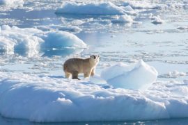 Yeni bulgu: İklim değişiminden etkilenmeyen kutup ayıları da var