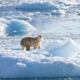 Yeni bulgu: İklim değişiminden etkilenmeyen kutup ayıları da var