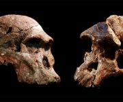 Güney Afrika: Öncü insanlar “Lucy” den daha eski