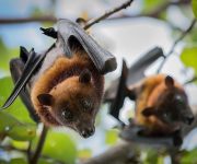 İnsan ve yarasa arasındaki temasın önlenebilmesi için bir model geliştirildi