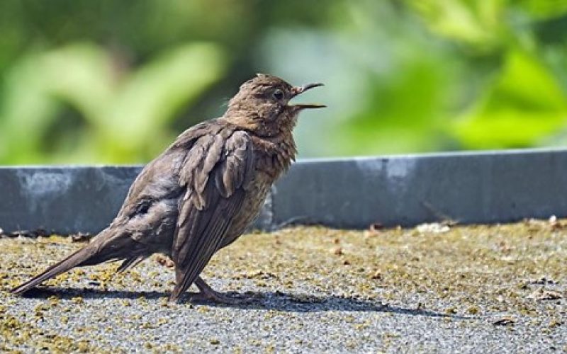 Gürültü, kuşların davranışlarını değiştiriyor