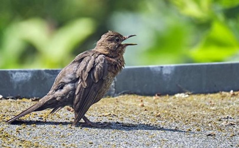 Gürültü, kuşların davranışlarını değiştiriyor