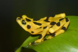 Kurbağalar tükenince sıtma salgını yayılmış