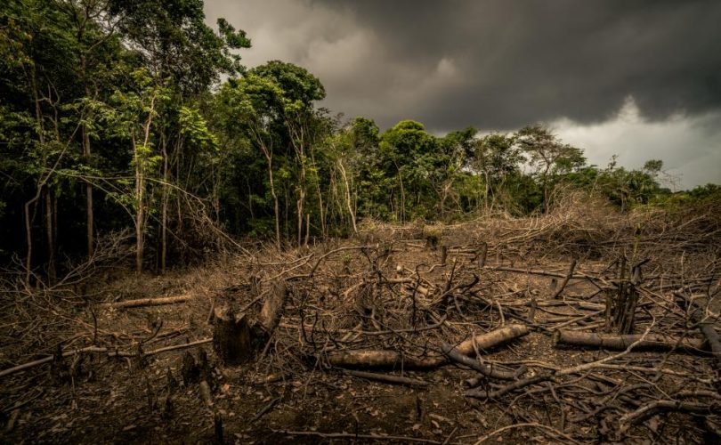 Amazon ormanlarının beşte biri yok edildi