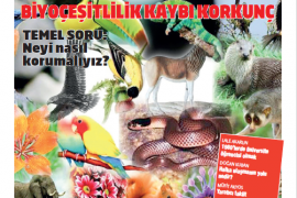 Biyoçeşitlilik kaybı korkunç. Temel soru: Neyi, nasıl korumalıyız?