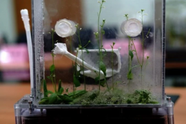Uzayda pirinç ve Arabidopsis deneyleri yapıldı