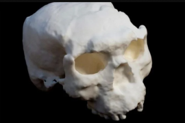 Çin’de milyon yıllık Homo Erectus kafatası fosili çıkarıldı