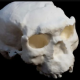 Çin’de milyon yıllık Homo Erectus kafatası fosili çıkarıldı