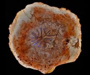 Yüz yıllık botanik bilmecesi çözüldü