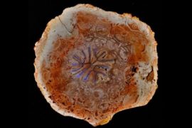 Yüz yıllık botanik bilmecesi çözüldü