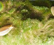 Dünyanın en eski yemeği