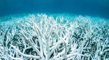 Mercan ölümleri artıyor