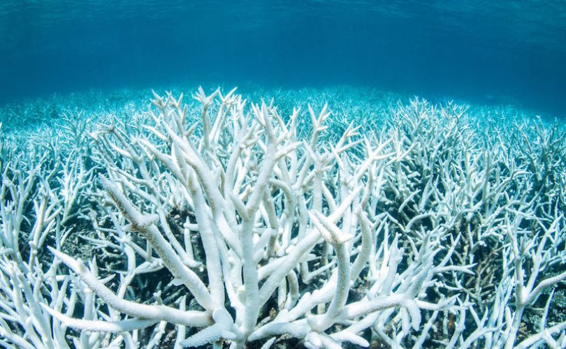 Mercan ölümleri artıyor
