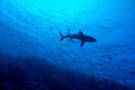Köpekbalıkları birçok resif bölgesinde neredeyse yok oldu