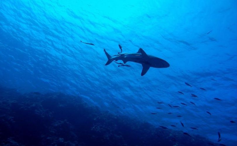Köpekbalıkları birçok resif bölgesinde neredeyse yok oldu