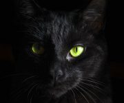 Kediler insanları nasıl tavladı?