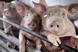 Pandemi potansiyeli bulunan domuz virüsü Avrupa’da da var