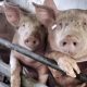 Pandemi potansiyeli bulunan domuz virüsü Avrupa’da da var