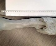 Kanser, dinozorlarda bile varmış